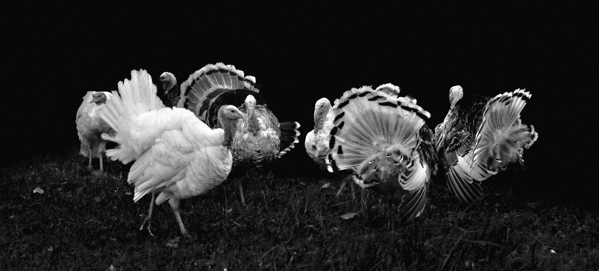 150 Million Reasons To Love A Turkey