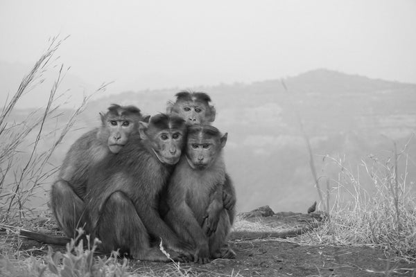 4 Wise VITUS Monkeys 🙈 🙉 🙊🐒